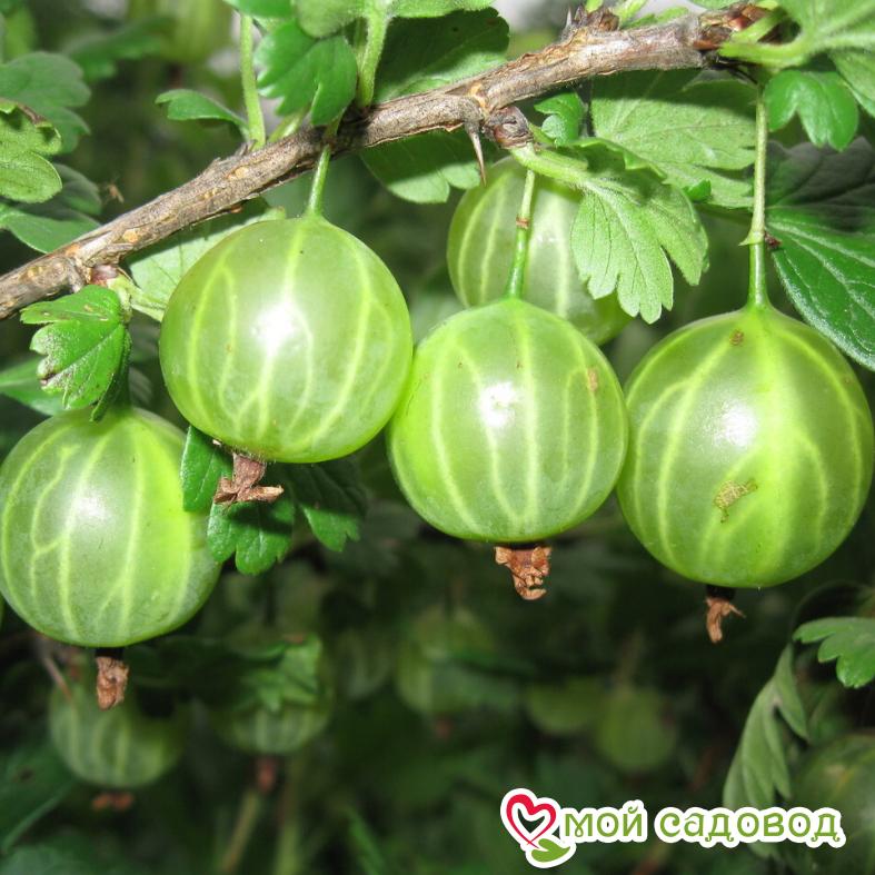 Крыжовник Темно-зеленый Мельникова