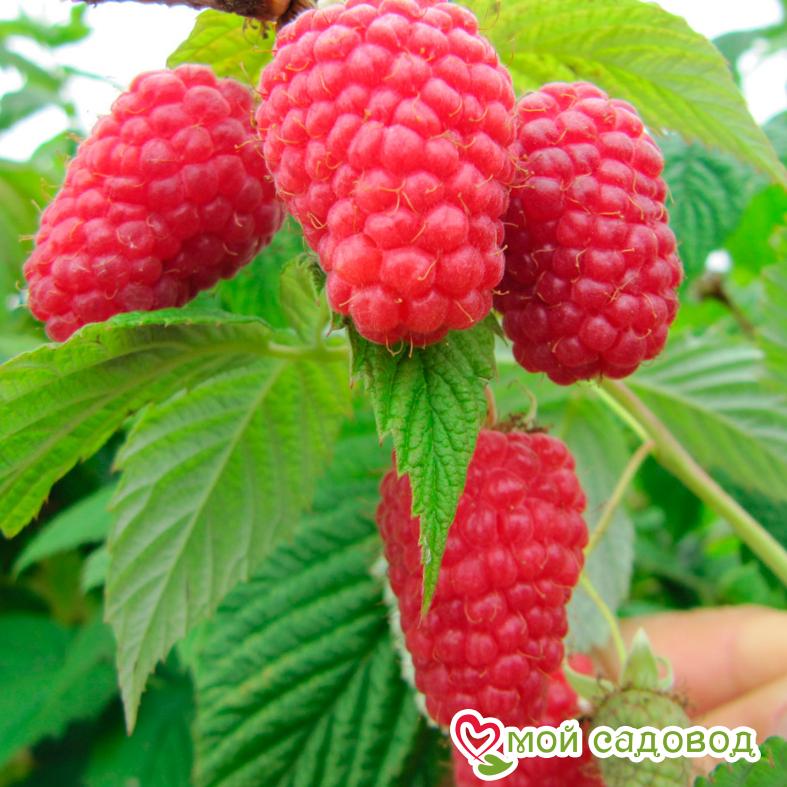 Малина ремонтантная Геракл