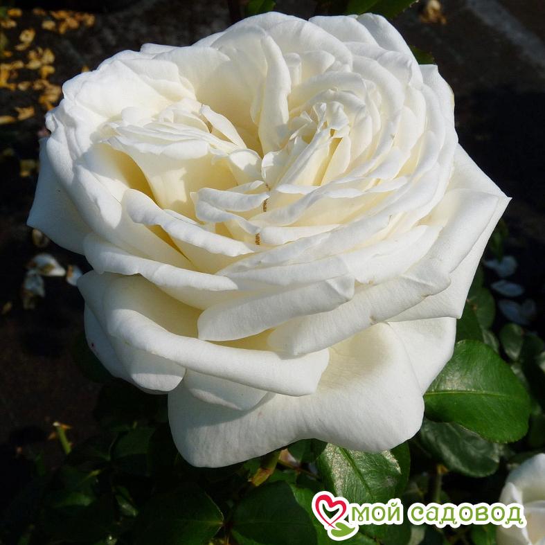 Роза Чайно-Гибридная Пьер Ардити