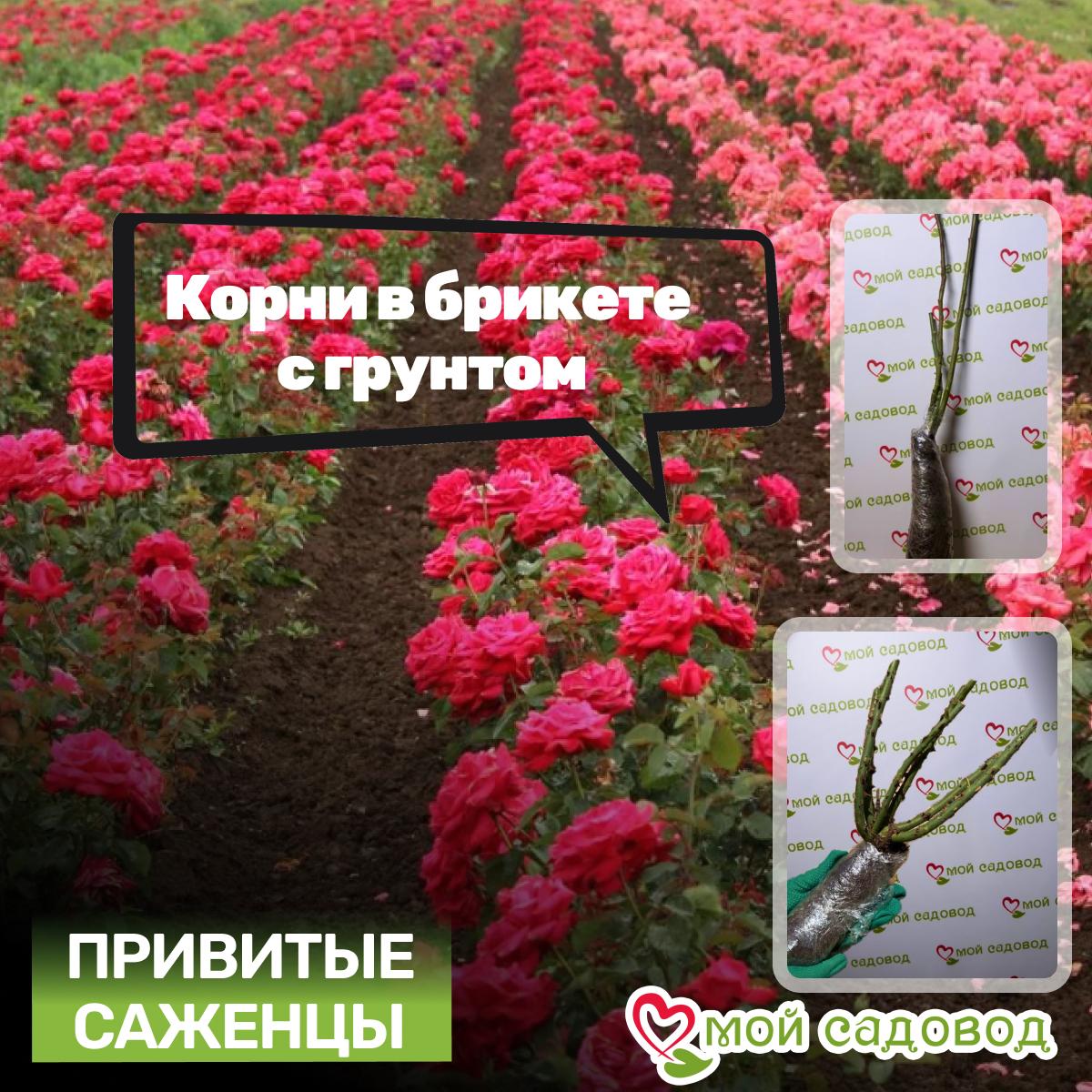 Роза Черри Леди