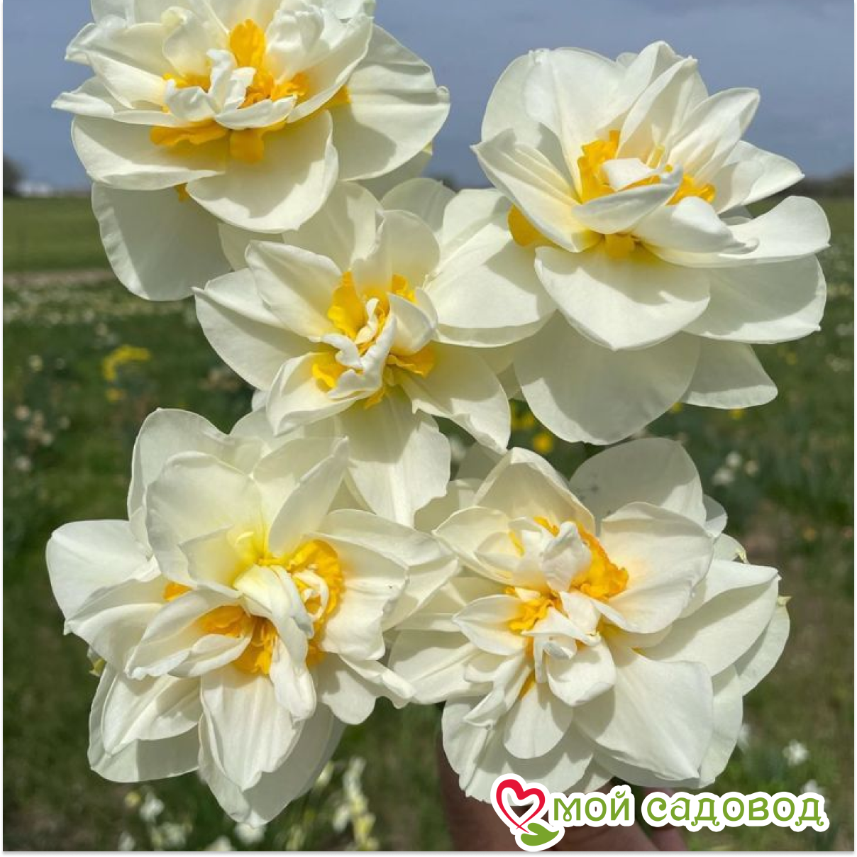 Нарцисс Бридал Краун махровый