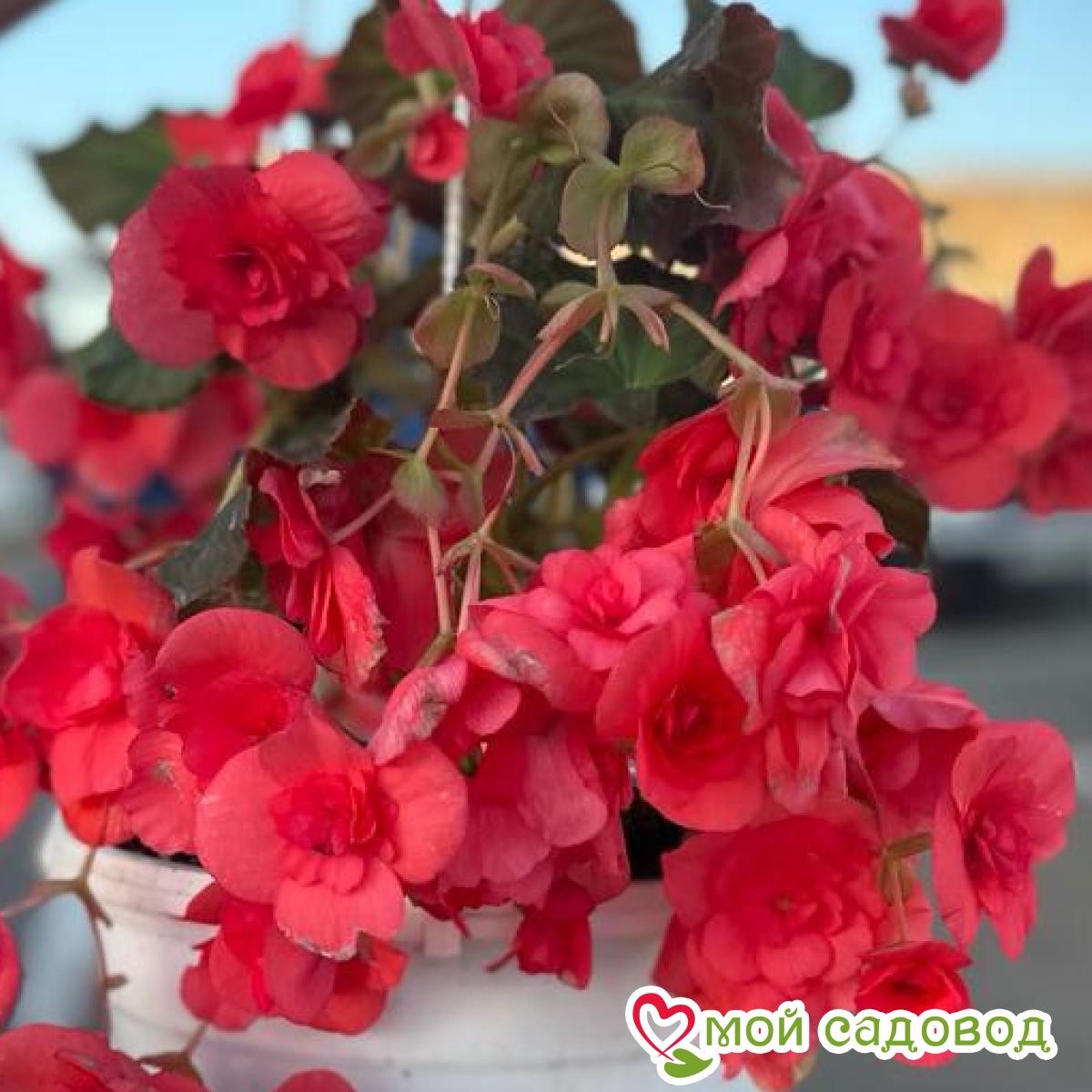 Бегония ампельная Дарк Пинк