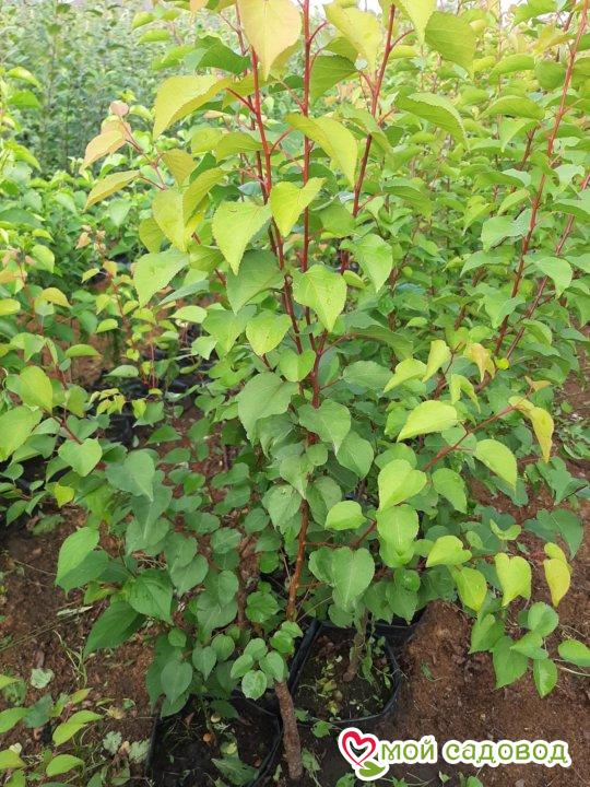 Абрикос Россиянин